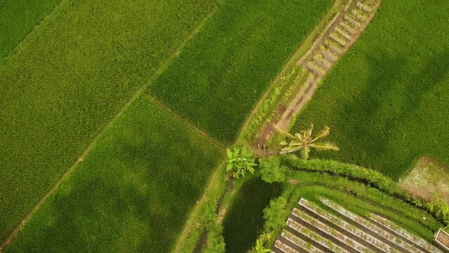 Fly over the beautiful rice fields