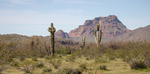 Saguaro cacti in front of Red Mountain in the Salt River management area near Scottsdale Mesa Phoenix Arizona United States