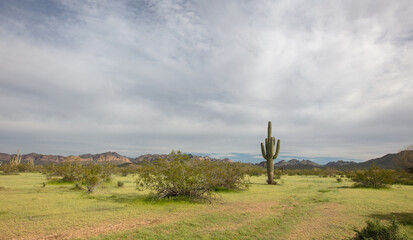 Springtime view of Saguaro cactus in the Salt River management area near Scottsdale Mesa Phoenix Arizona United States