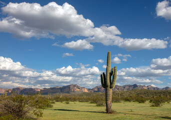 Saguaro Cactus and clouds in the Salt River management area near Scottsdale Mesa Phoenix Arizona United States