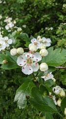 A close up of a white flower with pink petals