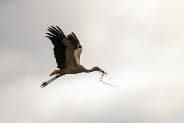 Selective focus photo. White stork, Ciconia ciconia flying in the sky.
