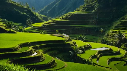 Foto op Plexiglas aerial view of green rice field terraces with clean sky and rural vibes © HeyKun