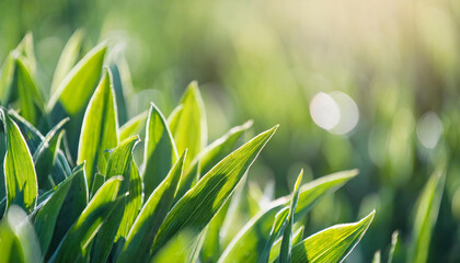 Natural background with young lush green grass and tree leaves in sunlight with beautiful bokeh....