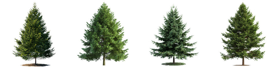 Evergreen tree png collection in 3d transparent for product presentation.