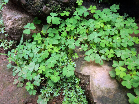 Pilea microphylla and clover on the ground