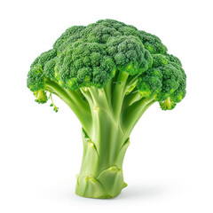 broccoli on a white background