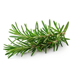 Fresh Green Rosemary Herb Sprigs Isolated on White Background