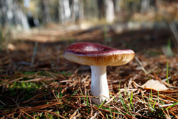 Russula - red devil mushrooms on the forest floor - 771292177