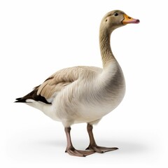 Goose isolated on white background