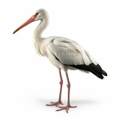 Fototapeta premium Stork isolated on white background