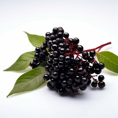 Elderberries isolated on white background