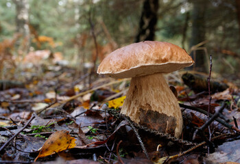 Mushrooms cut in the woods. Mushroom boletus edilus. Popular white Boletus mushrooms in forest. - 771293736