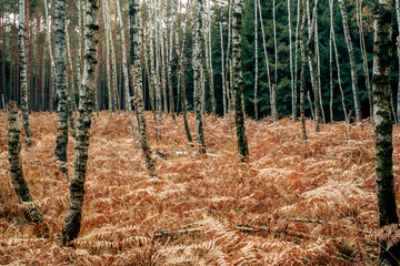 Autumn birch forest - 771293938