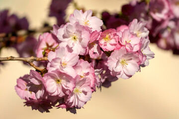 pink cherry blossoms - 771294343