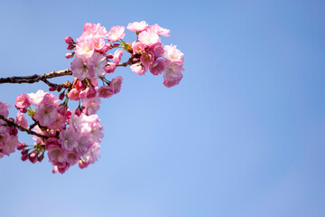 pink cherry blossoms - 771294357