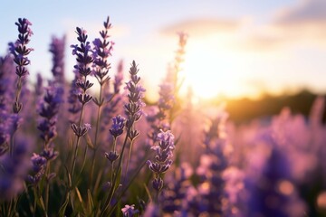 A wide angle shot of a field of purple lavender swaying in the wind, the sun shining through the petals creating a beautiful contrast between the purple and the green grass