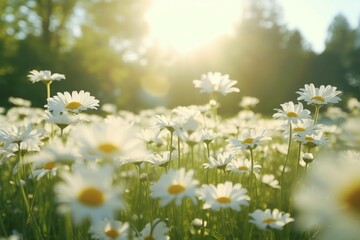 A wide angle shot of a field of white daisies swaying in the wind, the sun shining through the petals creating a beautiful contrast between the white and the green grass
