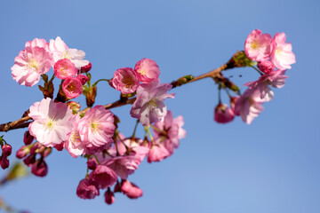 pink cherry blossoms - 771294509