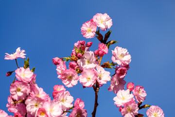 pink cherry blossoms - 771294522