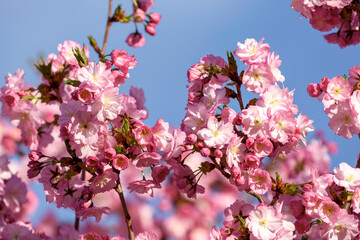 pink cherry blossoms - 771295161