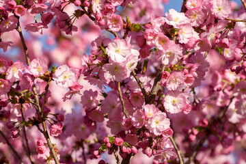 pink cherry blossoms - 771295325