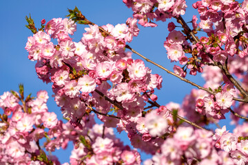 pink cherry blossoms - 771295593