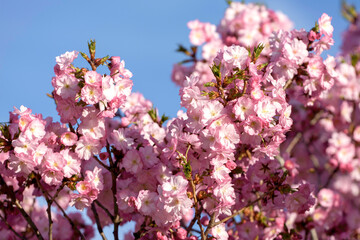 pink cherry blossoms - 771295976