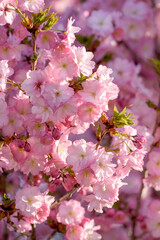 pink cherry blossoms - 771296185