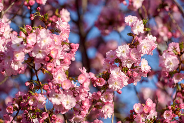 pink cherry blossoms - 771296194