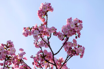 pink cherry blossoms - 771296599