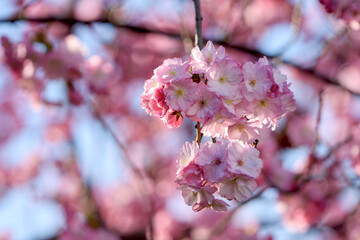 pink cherry blossoms - 771296762