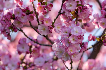pink cherry blossoms - 771296783