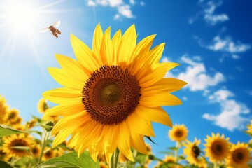 A bee buzzing around a sunflower, illustrating the importance of pollinators in the natural environment