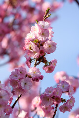pink cherry blossoms - 771296982