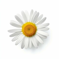 Daisy Flower, isolated on white background