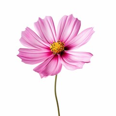 Cosmos Flower, isolated on white background