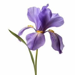 Dutch Iris Flower, isolated on white background