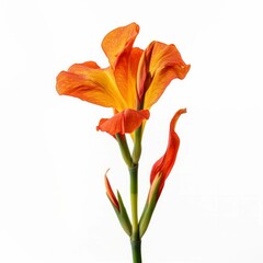Canna Flower, isolated on white background