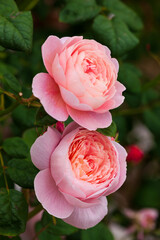 美しいピンクのバラ
