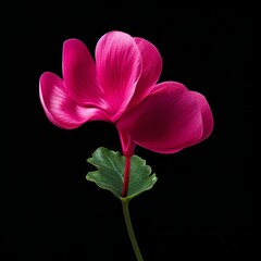 Cyclamen Flower, isolated on black background