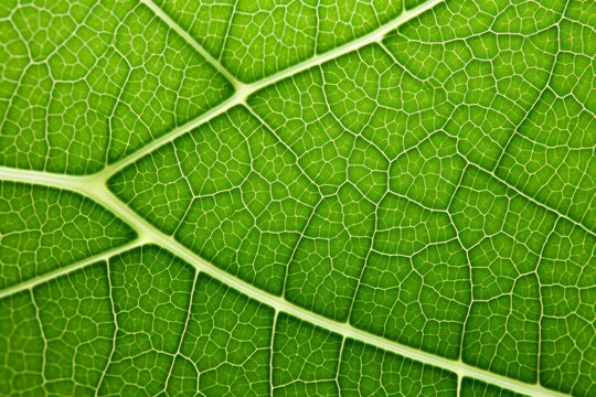 A closeup of a leaf with its intricate veins and vibrant green hues, isolated on white background