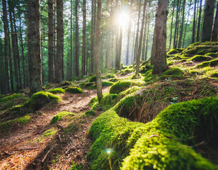 Beautiful forest with moss-covered soil and sunbeams through the trees