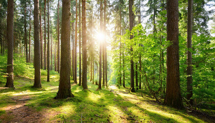 Obraz premium Beautiful forest panorama with large trees and bright sun