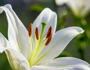 Close-up of a white lily with pollen