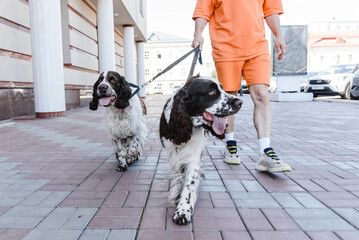 English Springer Spaniel