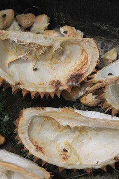 The skin and seeds of the durian on a paving infested with flies

