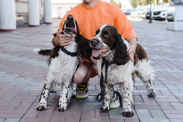 English Springer Spaniel