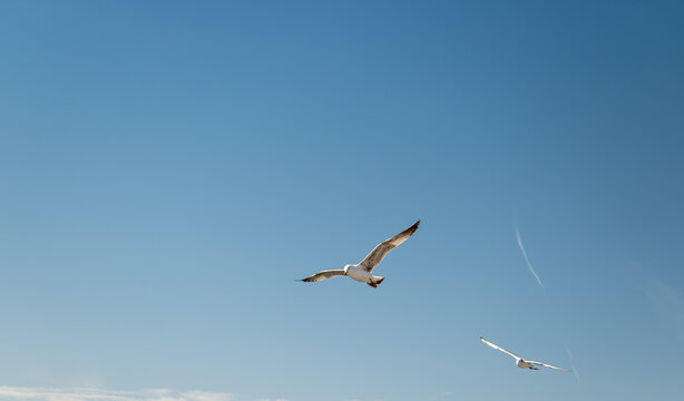 "Close-up high-resolution photograph of a seagull in flight along the shores of Istanbul. Captures detailed bird features against the backdrop of Istanbul's skyline and the Bosphorus