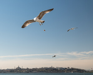 "Close-up high-resolution photograph of a seagull in flight along the shores of Istanbul. Captures detailed bird features against the backdrop of Istanbul's skyline and the Bosphorus
